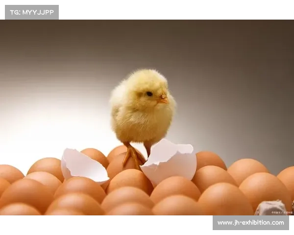 萌鸡攻略宝典:孵化、饲养、驯服完全指南 萌鸡攻略宝典:孵化、饲养、驯服完全指南